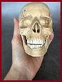 Tamarindehout schedel van 288 gram