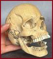 Tamarindehout schedel van 184 gram