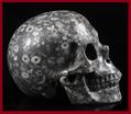 Crino&#239;de: gefossiliseerde Zeelelie schedel