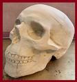 Memento mori gips schedel van 4 kg